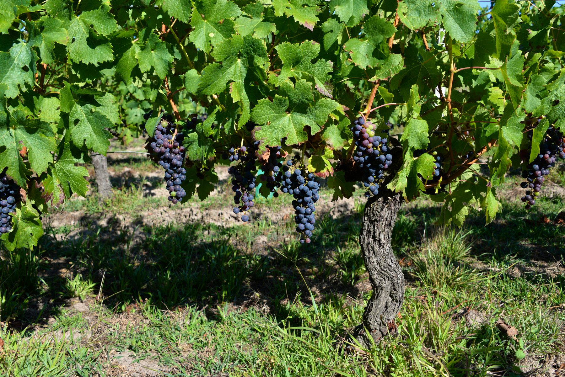 Wine grapes growing in a summer vineyard near Bordeaux, France