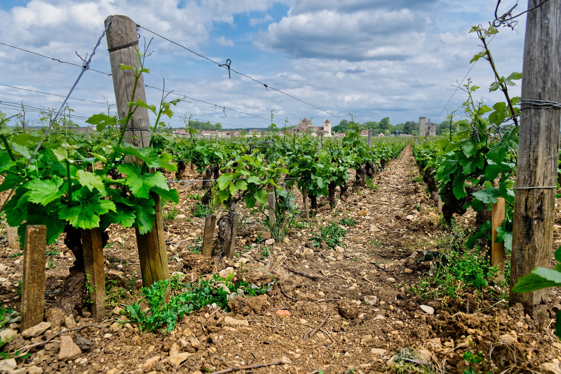 Vineyard rows in Vougeot, Burgundy, France