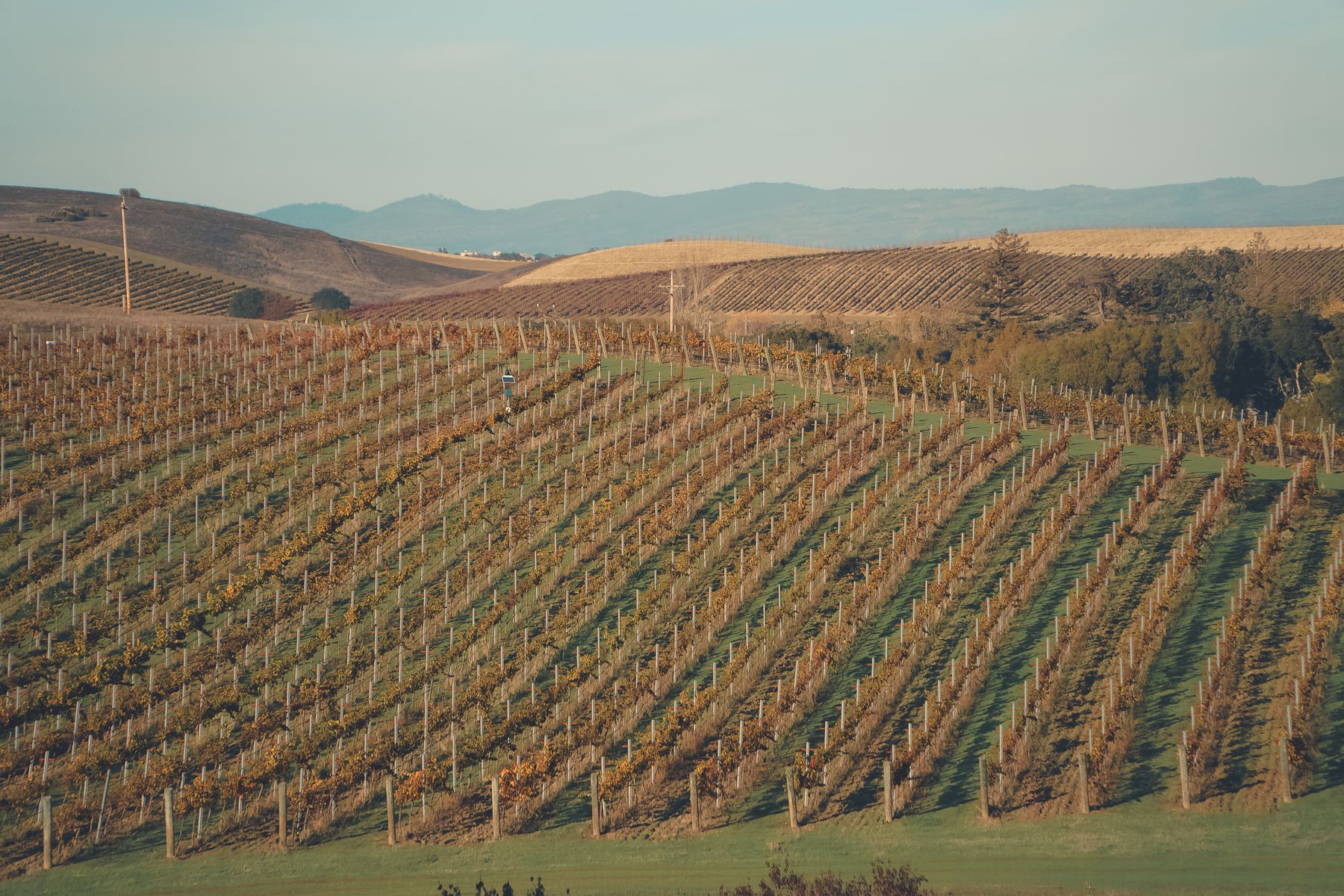 Autumn vineyard rows in Napa Valley, California