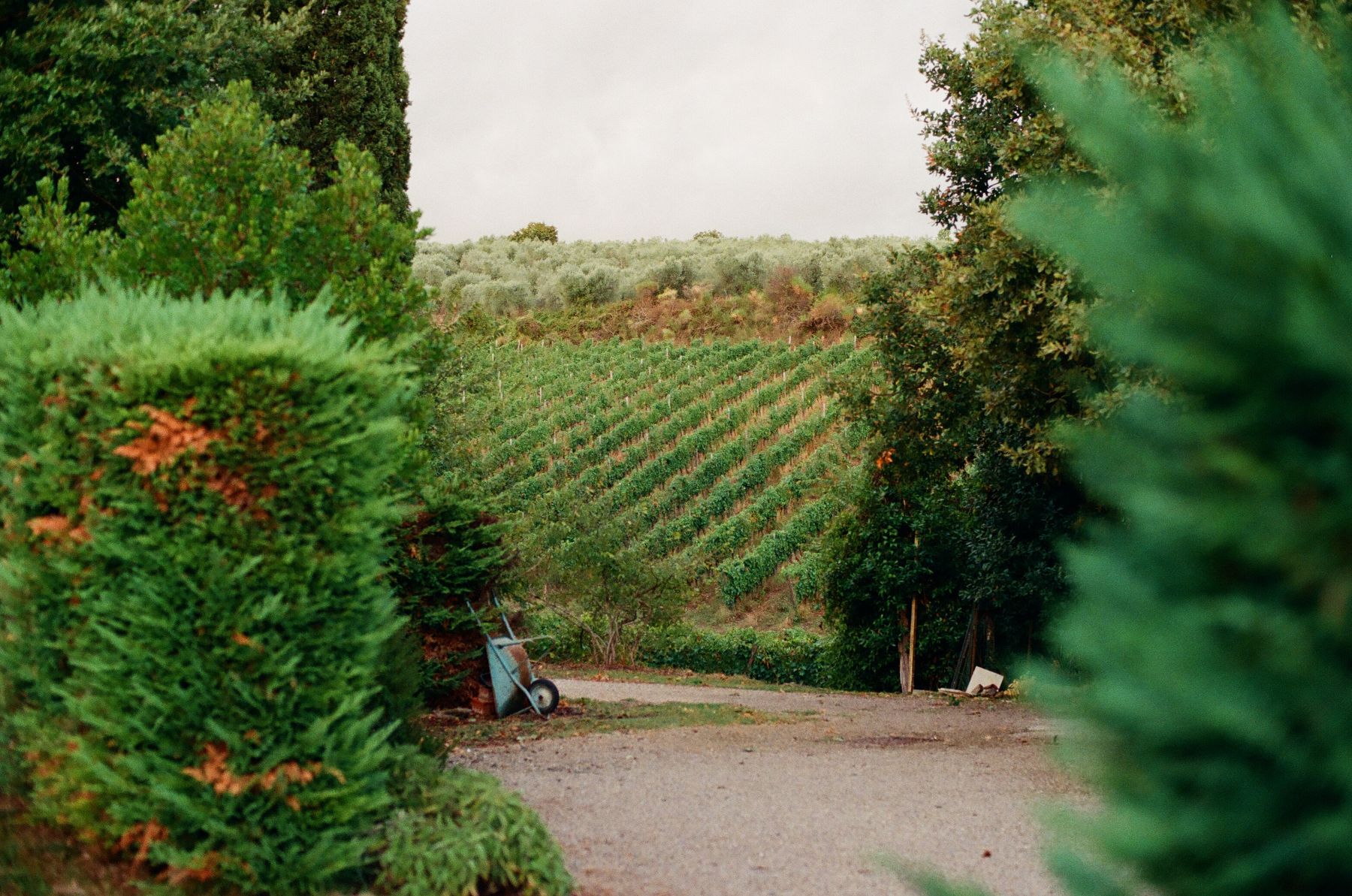 A vineyard landscape in Tuscany, Italy