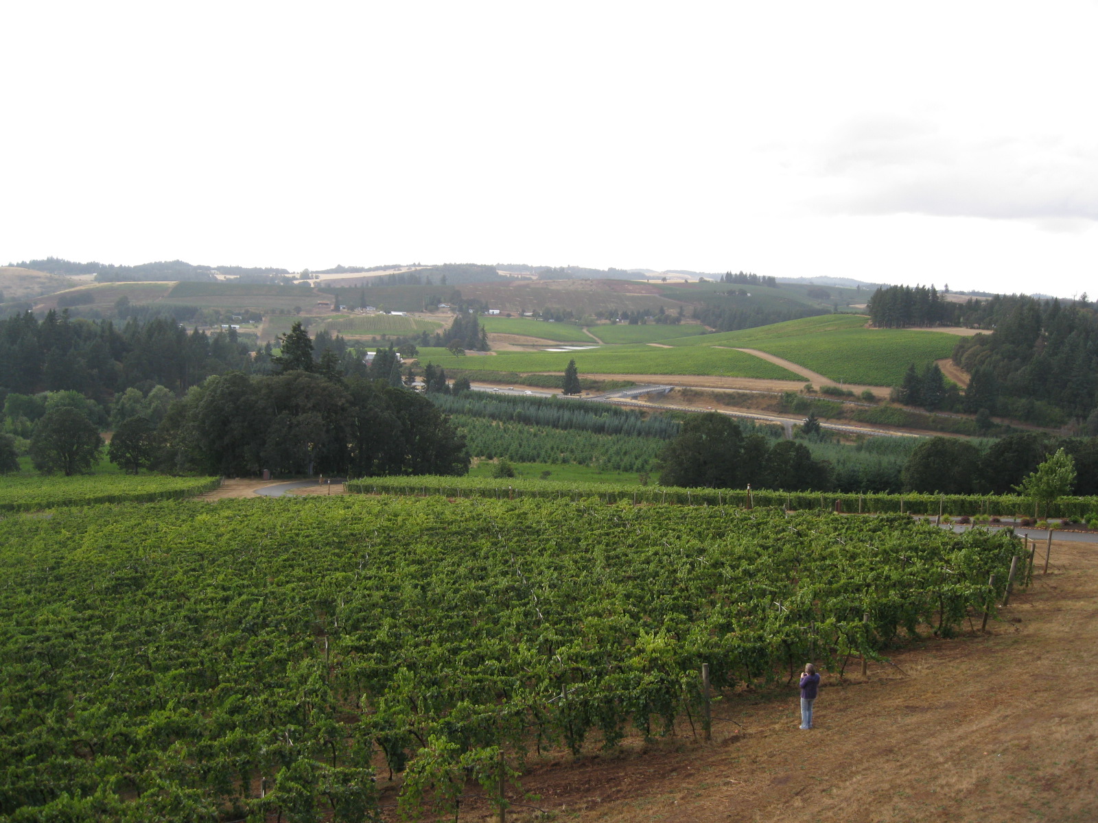 Vineyards in Oregon's Willamette Valley